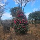 성지새말1단지아파트 | 천안아파트경매 신방동 성지새말아파트 31평형