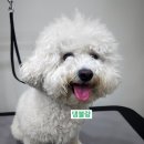 댕블랑 이미지