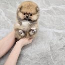 미니어처 우리집 | 천안강아지분양 우리집퍼피 천안아산본점 믿고 맡길수 있는 우리집퍼피 후기^^