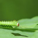 참나무산누에나방~ 이미지