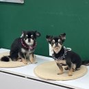 댕댕이미용실 이미지