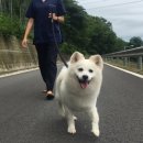 용인시동물보호센터 이미지