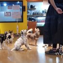 DOGZONE 네이버블로그