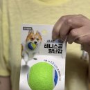 (주)아성다이소 개봉역남부점 | 다이소 강아지 장난감 추천 테니스공 후기