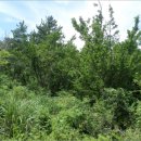 고성리-12 이미지