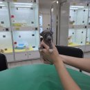 애견왕국 - 상주시 왕산로 254 | 애견왕국