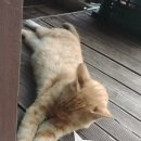 우리동네개냥이