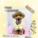 새하얗개 이미지