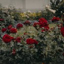 장미의거리8 이미지