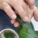 서울새싹병원 | [답십리 식물병원 방문기🌿] 망고나무 · 용과 · 물망초 새싹 치료받고 온 후기!