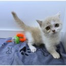 도그마루 천안지점 이미지