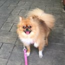 용현애견방 이미지