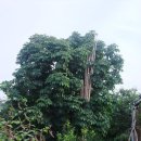 여름농장 이미지