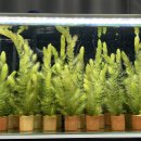 화이트벨리 이미지