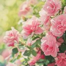 향기2로 이미지