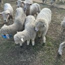 강촌목장 이미지