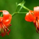 큰솔농장 이미지