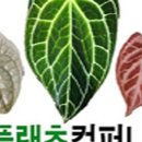 플랜츠컴퍼니