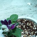 구사공구