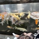 가-11 | 오산 버드파크 11개월 아기랑 가볼만한곳 실내 나들이 후기