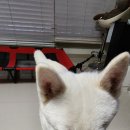 독구제과 이미지