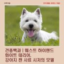 화이트켄넬(white-kennel) | 견종백과 | 웨스트 하이랜드 화이트 테리어, 강아지 캔 사료 시저의 모델