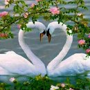 사랑의하모니 이미지