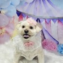 표나개 반려애견 미용실 | 광명애견미용 말티푸 구름 / 율무가 표나개 반려애견미용실에 미용 하러 왔어요~~