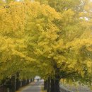 은행나무길 이미지