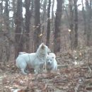 멍멍이가족 이미지