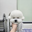 둥가둥가 펫살롱 네이버블로그