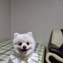 보듬 반려견미용실 이미지