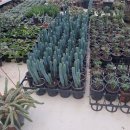 삼화농장 | 양주화훼단지 방문해서 화분사고 금화왕 돈까스 먹은날