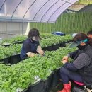 미나리경로당 이미지