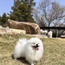 강아지소풍 | 인누온 강아지유치원 소풍가기🐾[반려견운동장]