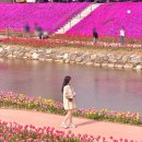 양지천 | 4월 순창 양지천 꽃잔디길 지금 당장 가야 하는 이유 (실시간 개화현황, 주차 )