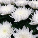착한호두과자 네이버블로그