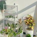 플레르쉐무아