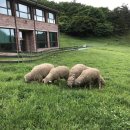 금학목장 이미지