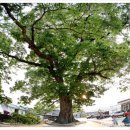 평촌1리 경로당 이미지