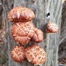 보림농장 이미지