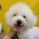 온블리살롱 | 쌍문동 도봉동 우이동 창동 수유 노원 번동 도봉산역 미아 애견미용실 애견스파 온블리살롱 - 비숑 미용