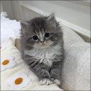 행복한 고양이 이미지