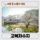 고복자연공원 야생초화원 | 세종 3월 풍경 고복저수지, 조치원 벚꽃 명소 4월 봄꽃 여행지 주차정보까지