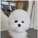 아지묭실 | 화성애견미용 애견도 행복한 시간을 보낼 수 있는 아지묭실 후기