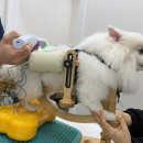 [용산 위런한방재활동물병원] 강아지 다리 치료기 1회차