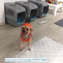 온잇독 이미지