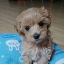 온심약국 이미지