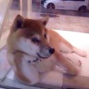 키워주시개 이미지