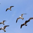 방아머리선착장 이미지